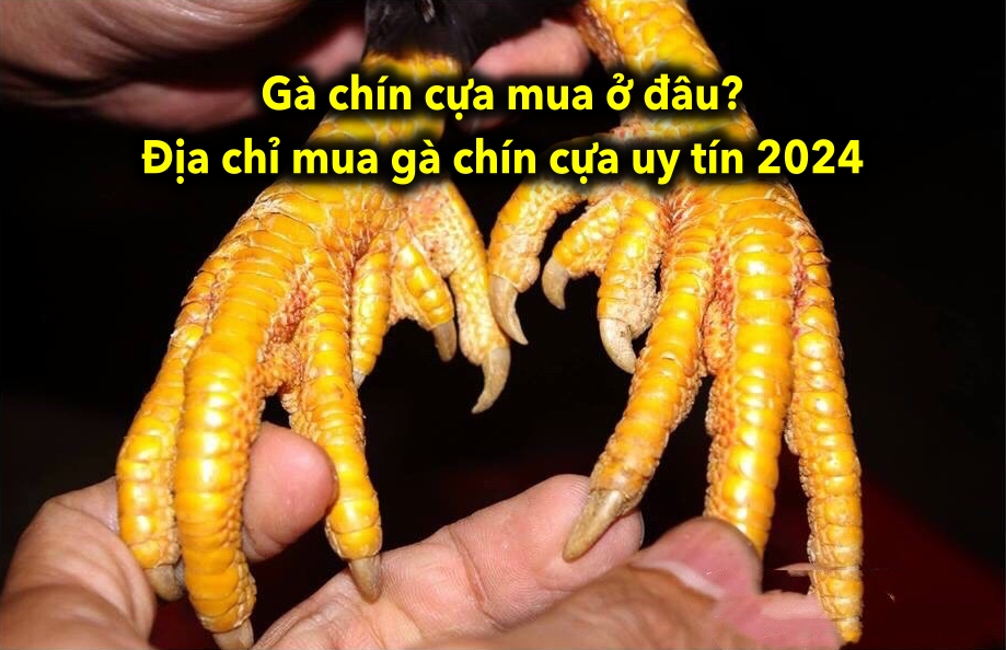 Gà chín cựa mua ở đâu? Địa chỉ mua gà chín cựa uy tín 2024